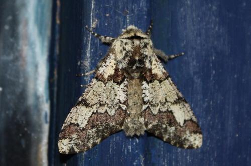 Réf. 243 593 : Biston strataria